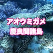 アオウミガメ・慶良間諸島