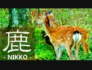 奥日光湯元温泉～日光白根山で見掛けた鹿っこ