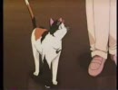 三毛猫ホームズの幽霊城主　2/3