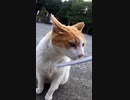 神社の猫が興味をもった物とは・・・？#Shorts【野良猫】【感動猫】