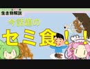 【VOICEVOX解説】暑さに負けるな！今話題のセミ食！？【ずんだもんとめたんの生き物解説】