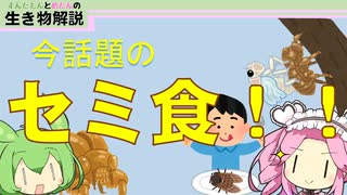 【VOICEVOX解説】暑さに負けるな！今話題のセミ食！？【ずんだもんとめたんの生き物解説】