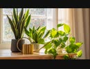 Rarest Philodendron