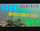 水中動画（2022年7月28日）in NM地
