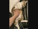 猫のお腹もみもみシリーズ③ へそ天バージョンｗ