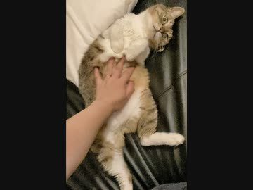 猫のお腹もみもみシリーズ③ へそ天バージョンｗ