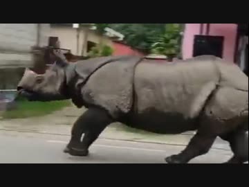 ホモと見る　ネパール郊外を散歩するサイ