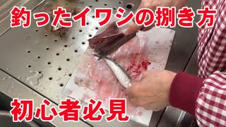 【初心者必見】釣ったイワシの捌き方！豊浜漁港で釣ったイワシを捌きます！