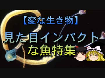 【ゆっくり解説】見た目インパクトな魚特集