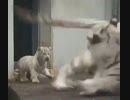 ホモと見る　子供の登場に驚きまくるホワイトタイガー
