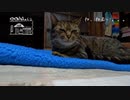 【第37回】眠い猫とポテトサラダとはしゃぐ犬とシソ