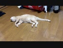 エアコンの効いた部屋の床で寝転ぶ猫