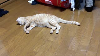 エアコンの効いた部屋の床で寝転ぶ猫