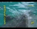 イルカのオーガズム