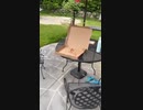 ホモと見るピザを盗む鳥
