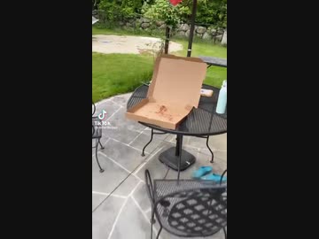 ホモと見るピザを盗む鳥