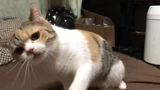 渋子との熾烈な戦い('ω')