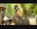 変なおじさんとこの　鶏さん３３７　今日はこの子　その５