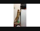 伸びーる伸びーる猫