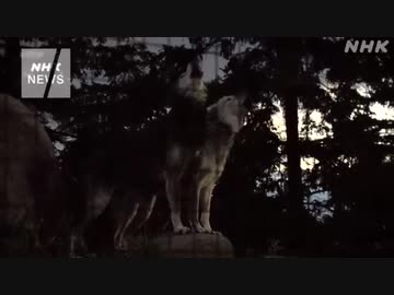 北海道旭川「夜の動物園」オオカミの遠ぼえ カバは大きな口で