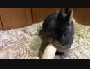 【うさぎ】初めてのバナナ【毛玉】