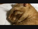 お別れの日