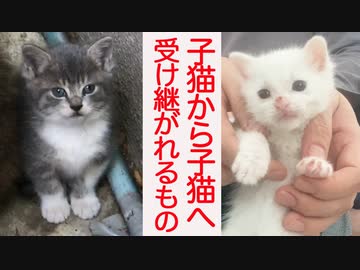 因縁のスーパーコネコチャン、破天荒子猫に継承をする