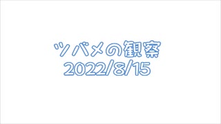 ツバメの観察2022No038