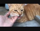指を出すと舐めてくる猫