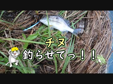 チヌ釣らせてっ！！