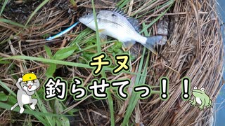 チヌ釣らせてっ！！