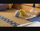 はじめての放鳥。ククちゃん