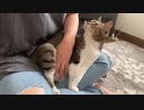 ポジションが決まらないお腹もまれねこ