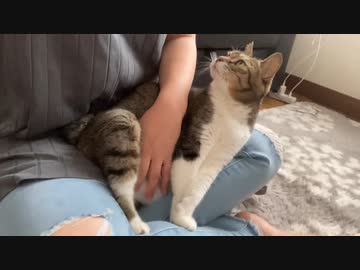 ポジションが決まらないお腹もまれねこ
