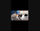 まとわりついてくる野良猫#Shorts【野良猫】【感動猫】