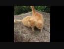 [Animal and Music Therapy]「猫につきまとう猫」朝スッキリ目覚める曲。#猫動画 #ねこのきもち #pecotv #猫好きさんと繋がりたい #猫好き #shorts