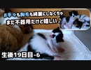 子猫が初めて毛繕いしました『おしゃぶりも披露』