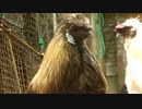 変なおじさんとこの　鶏さん３３８　今日はこの子　その６