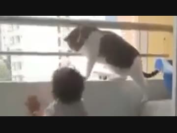 ホモと見る　子供がベランダから落ちないよう必死にブロックするネコさん