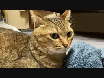 苦手な夏の風物詩