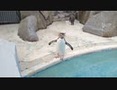 イワトビペンギンが歩く