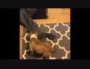 犬と猫のおもしろ動画 #3