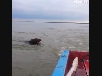 ホモと見る泳ぐクマに追われるボートに乗ったオッサン