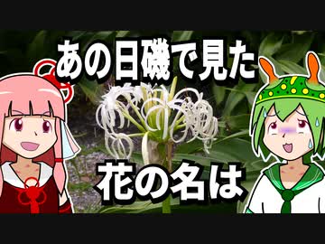 【VOICEROID解説】あの日磯で見た花の名は【琴葉姉妹の磯遊び】