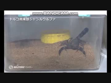 サソリ牧場!!