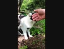 何やら怪しい話をこの二匹はしているようだ#Shorts【野良猫】【感動猫】