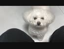 今緊急で動画回しています。