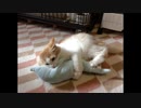 おさんぽ仔猫