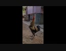 ニワトリの本気！鳴きすぎて倒れる、、、