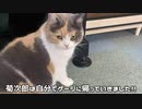 猫もかと菊次郎の夏。